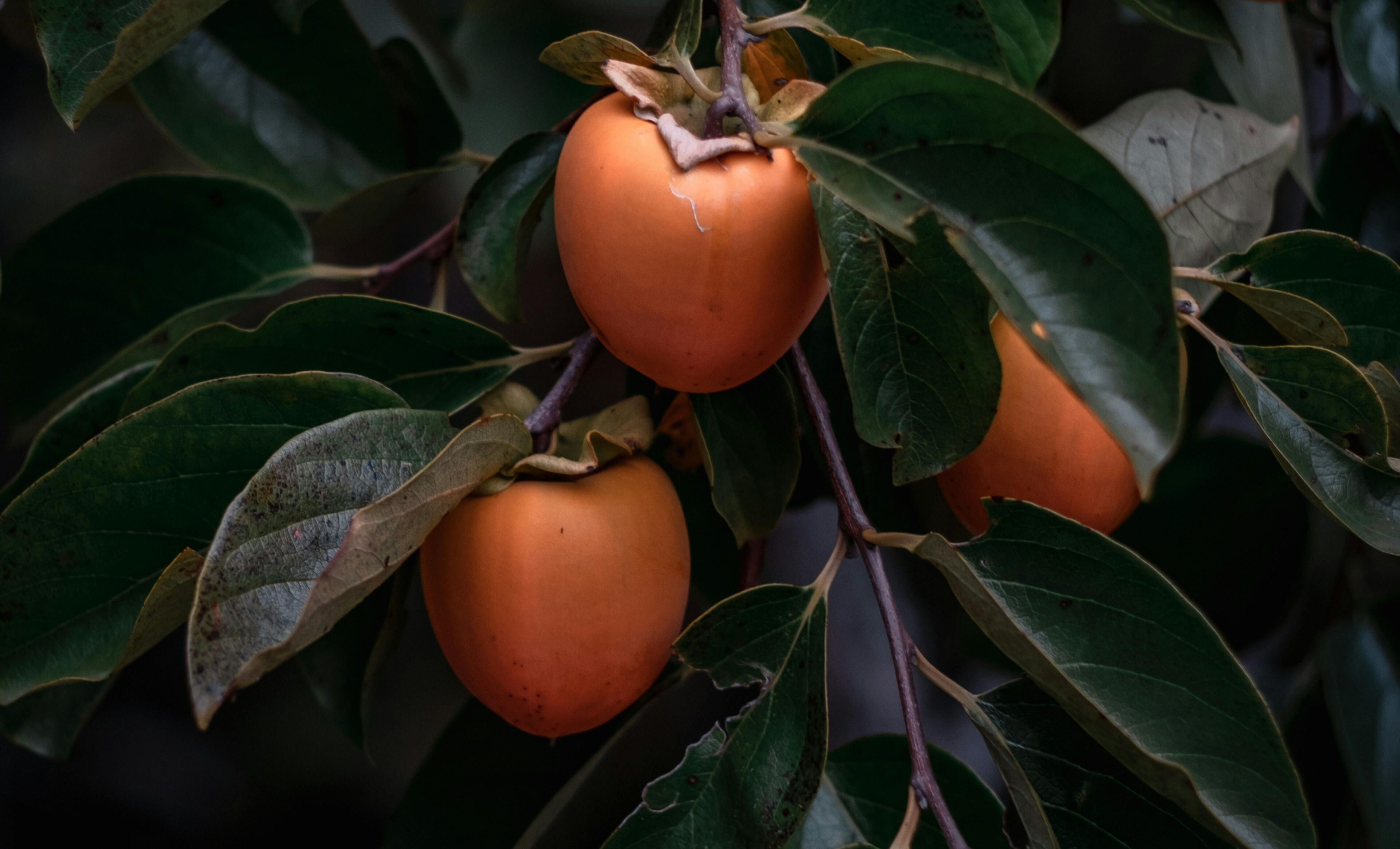 Persimmon Japanese Soap Persimmon Japanese Soap